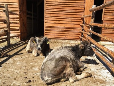 Sokolske kolibe: Genetički centar