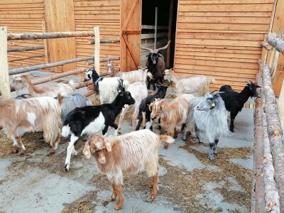 Sokolske kolibe: Genetički centar