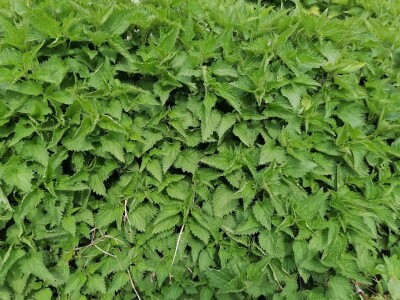 Sokovi, džemovi, zimnica