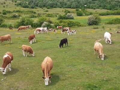 Solarni električni pastir za zaštitu stada