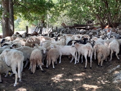 Solarni električni pastir za zaštitu stada