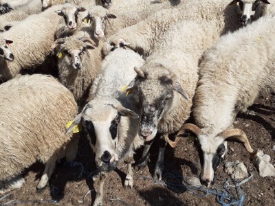 Solarni električni pastir za zaštitu stada