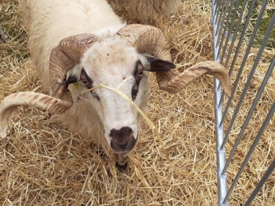 Solarni električni pastir za zaštitu stada
