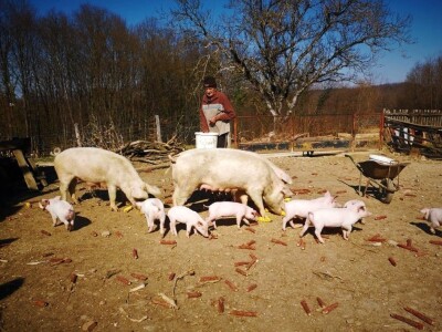 Solidarne štale za Baniju