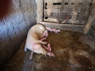 Solidarne štale za Baniju