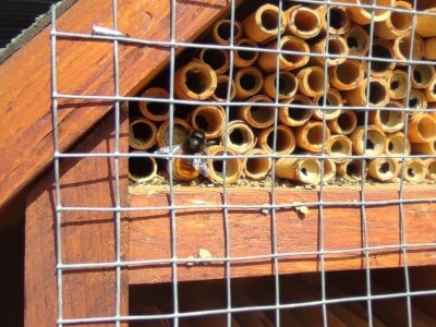 Solitarne pčele Solitarne pčele