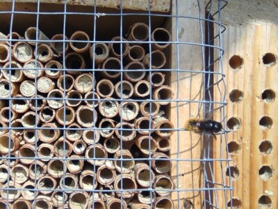 Solitarne pčele Solitarne pčele