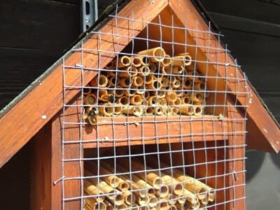 Solitarne pčele Solitarne pčele