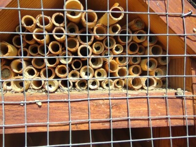 Solitarne pčele Solitarne pčele