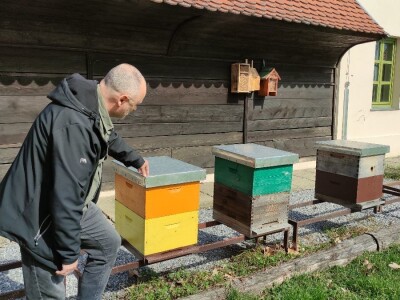 Solitarne pčele Solitarne pčele