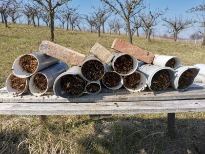 Solitarne pčele – jednostavan uzgoj, a oprašivanje bolje