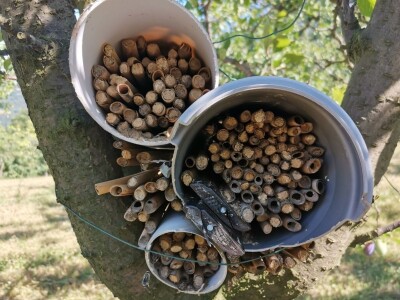 Solitarne pčele – jednostavan uzgoj, a oprašivanje bolje