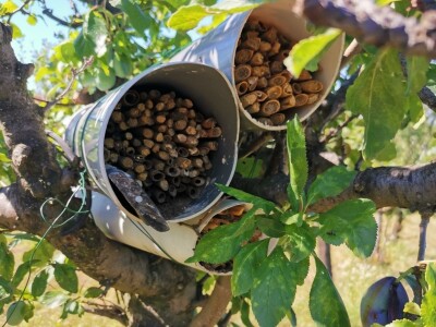 Solitarne pčele – jednostavan uzgoj, a oprašivanje bolje