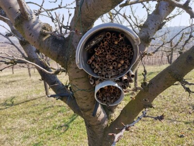 Solitarne pčele – jednostavan uzgoj, a oprašivanje bolje