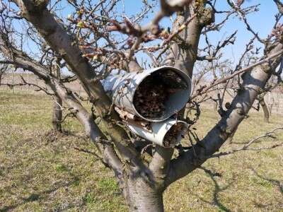 Solitarne pčele – jednostavan uzgoj, a oprašivanje bolje