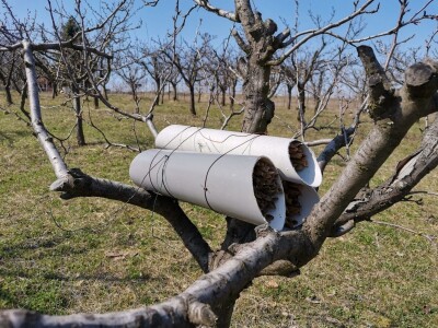 Solitarne pčele – jednostavan uzgoj, a oprašivanje bolje