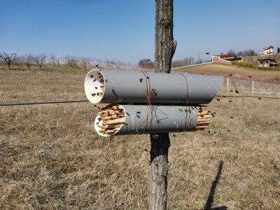 Solitarne pčele – jednostavan uzgoj, a oprašivanje bolje