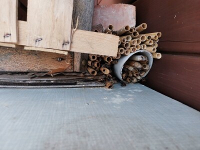 Solitarne pčele – jednostavan uzgoj, a oprašivanje bolje