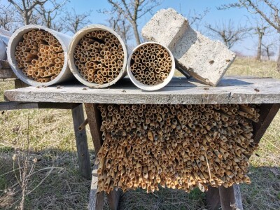 Solitarne pčele – jednostavan uzgoj, a oprašivanje bolje