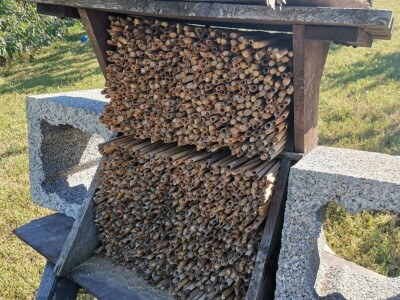 Solitarne pčele – jednostavan uzgoj, a oprašivanje bolje