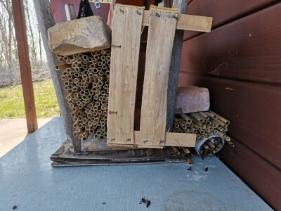 Solitarne pčele – jednostavan uzgoj, a oprašivanje bolje