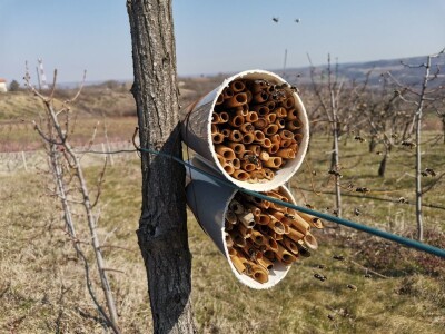 Solitarne pčele – jednostavan uzgoj, a oprašivanje bolje