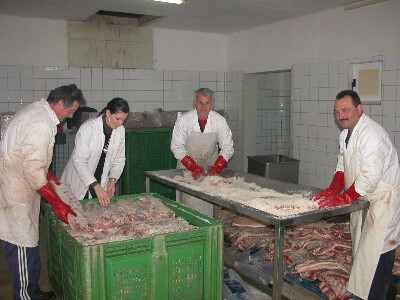 Solenje dalmatinske pancete krupnom morskom solju u pršutani Mijukić-Prom Solenje dalmatinske pancete krupnom morskom solju u pršutani Mijukić-Prom