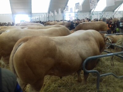 Sommet de l'elevage 2019