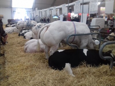 Sommet de l'elevage 2019