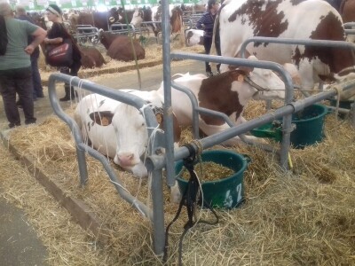 Sommet de l'elevage 2019