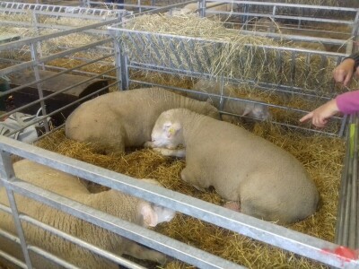 Sommet de l'elevage 2019