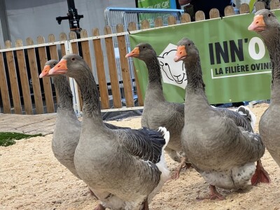 Sommet de l'Elevage 2023