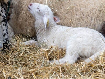 Sommet de l'Elevage 2023 Sommet de l'Elevage 2023