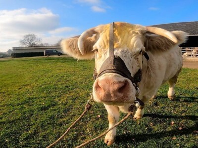 Sommet de l'Elevage Sommet de l'Elevage