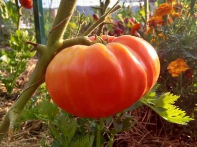 SOPG Maja Degmečić - "no dig" princip