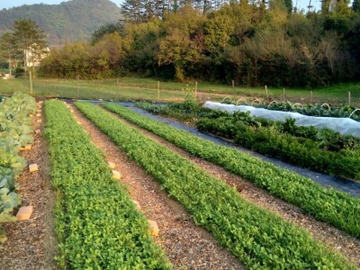 SOPG Maja Degmečić - "no dig" princip