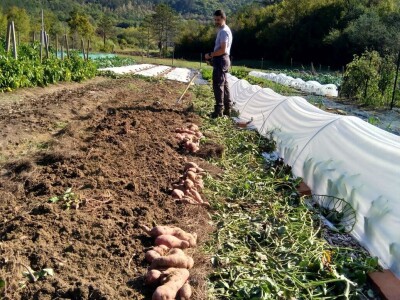 SOPG Maja Degmečić - "no dig" princip