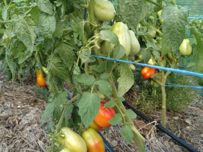 SOPG Maja Degmečić - "no dig" princip