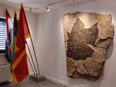 Sorta belina i Hiža vinove loze