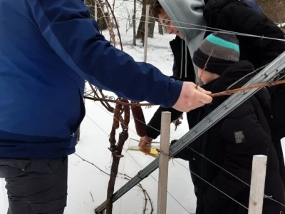 Sorta belina i Hiža vinove loze