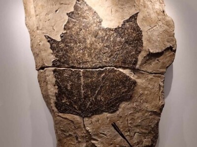 Sorta belina i Hiža vinove loze