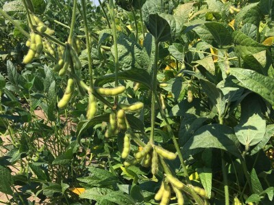 Sorte soje koje odnose pobedu u svim atarima Sorte soje koje odnose pobedu u svim atarima