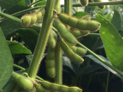 Sorte soje koje odnose pobedu u svim atarima Sorte soje koje odnose pobedu u svim atarima