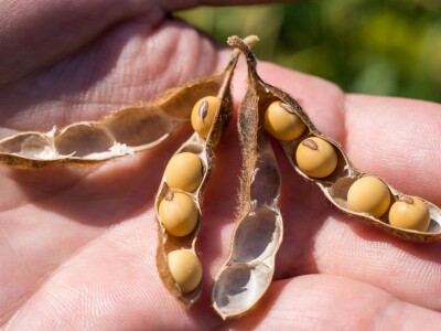 Sorte soje koje odnose pobedu u svim atarima Sorte soje koje odnose pobedu u svim atarima