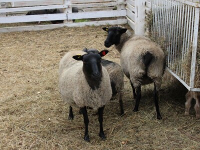 Sovkhoz Lenjin, Moskva Sovkhoz Lenjin, Moskva