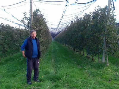 Voćnjaci su sigurni od tuče, ali ne i mraza