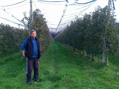 Voćnjaci su sigurni od tuče, ali ne i mraza Voćnjaci su sigurni od tuče, ali ne i mraza