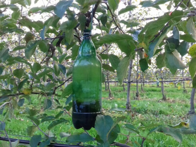 Boca s malo soka za lov na stršljane Boca s malo soka za lov na stršljane