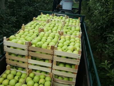 Cijela obitelj pomaže u berbi Cijela obitelj pomaže u berbi