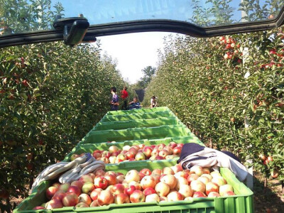 Berba je završila Berba je završila